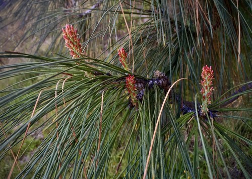 Gray Pine