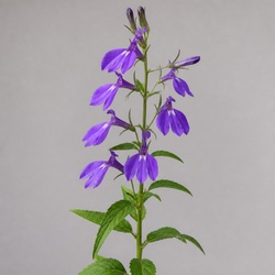 Great Blue Lobelia Identification Guide