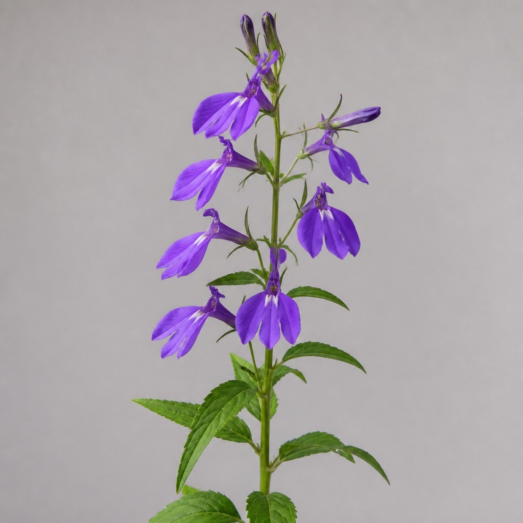 Great Blue Lobelia