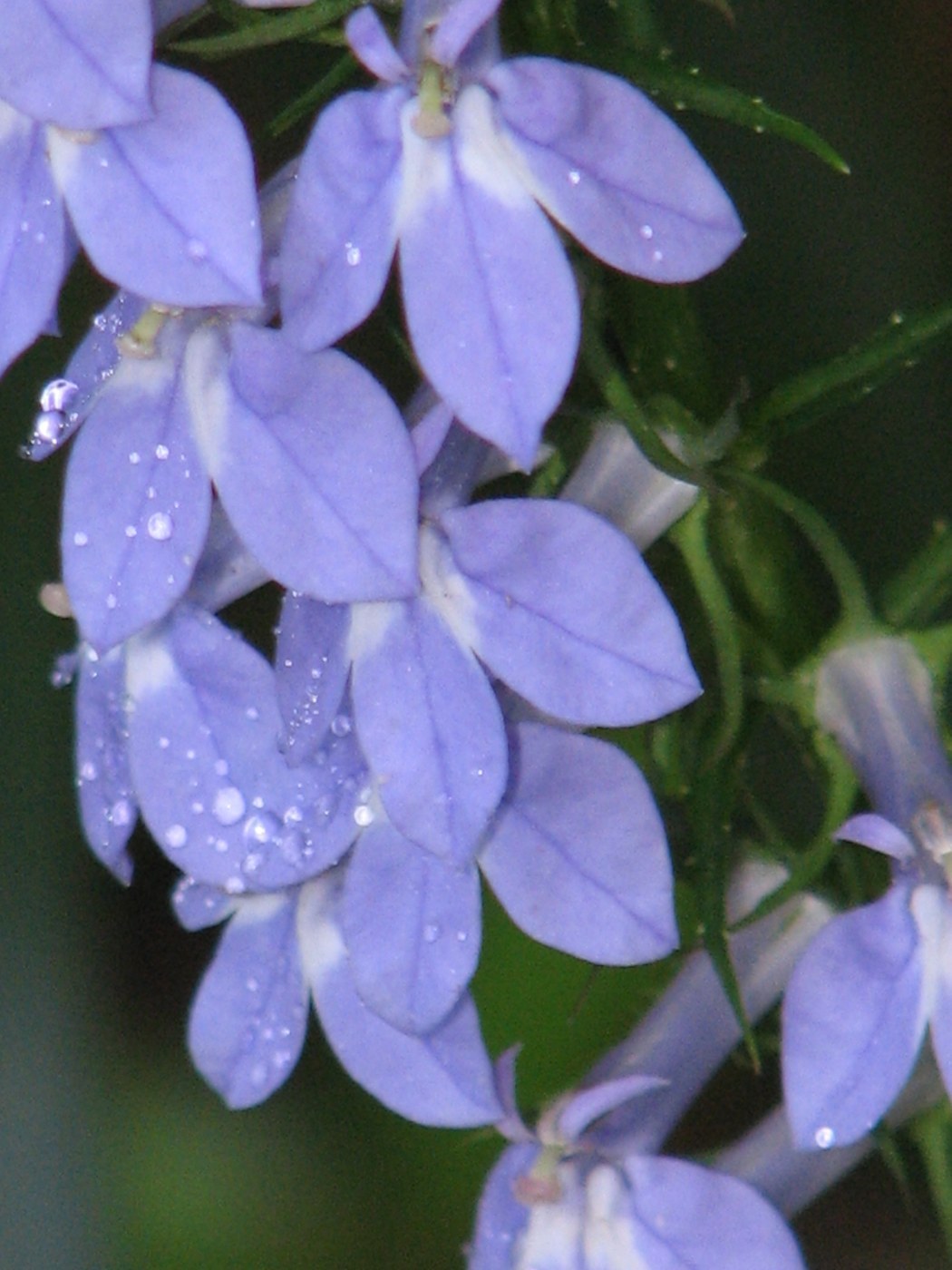 How to Care for Great Blue Lobelia