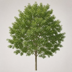 Green Ash Identification Guide