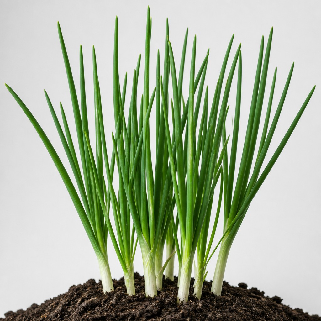 Green Onion
