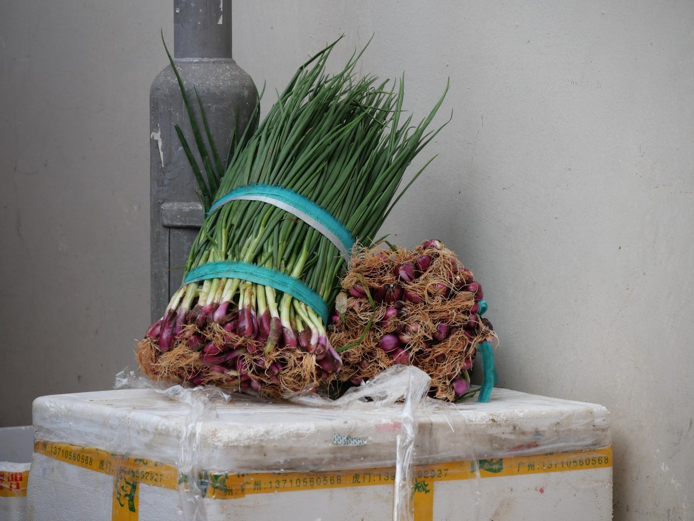 How to Care for Green Onion