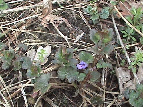 Ground Ivy