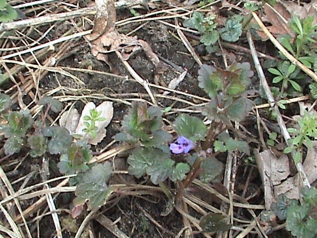 How to Care for Ground Ivy