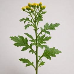 Groundsel Identification Guide