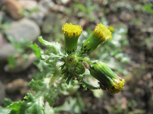 Groundsel