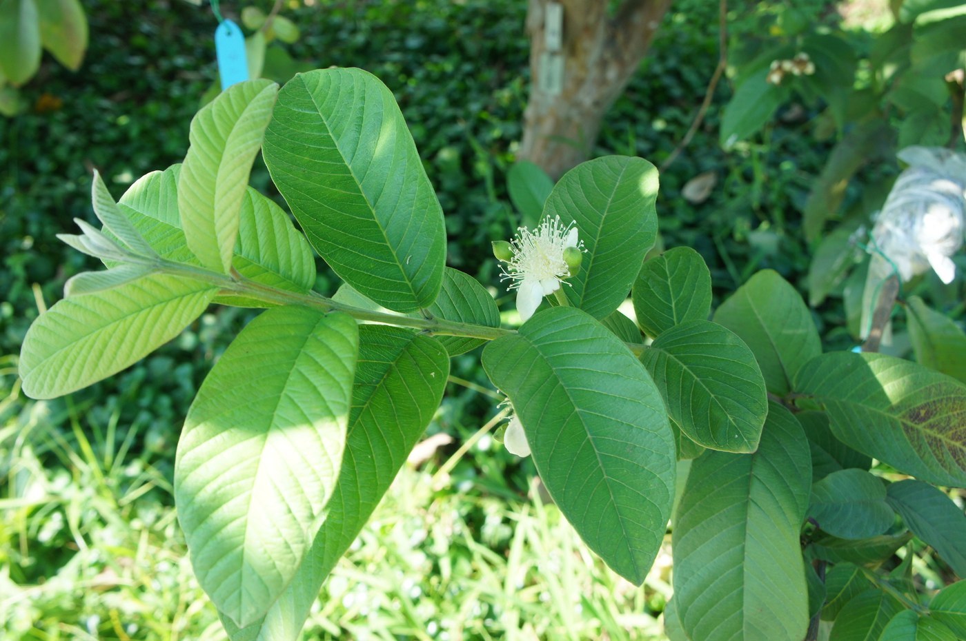 How to Care for Guava Tree