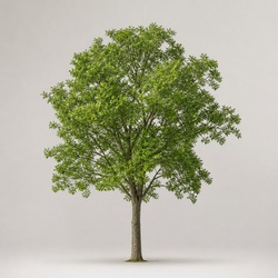 Hackberry Identification Guide