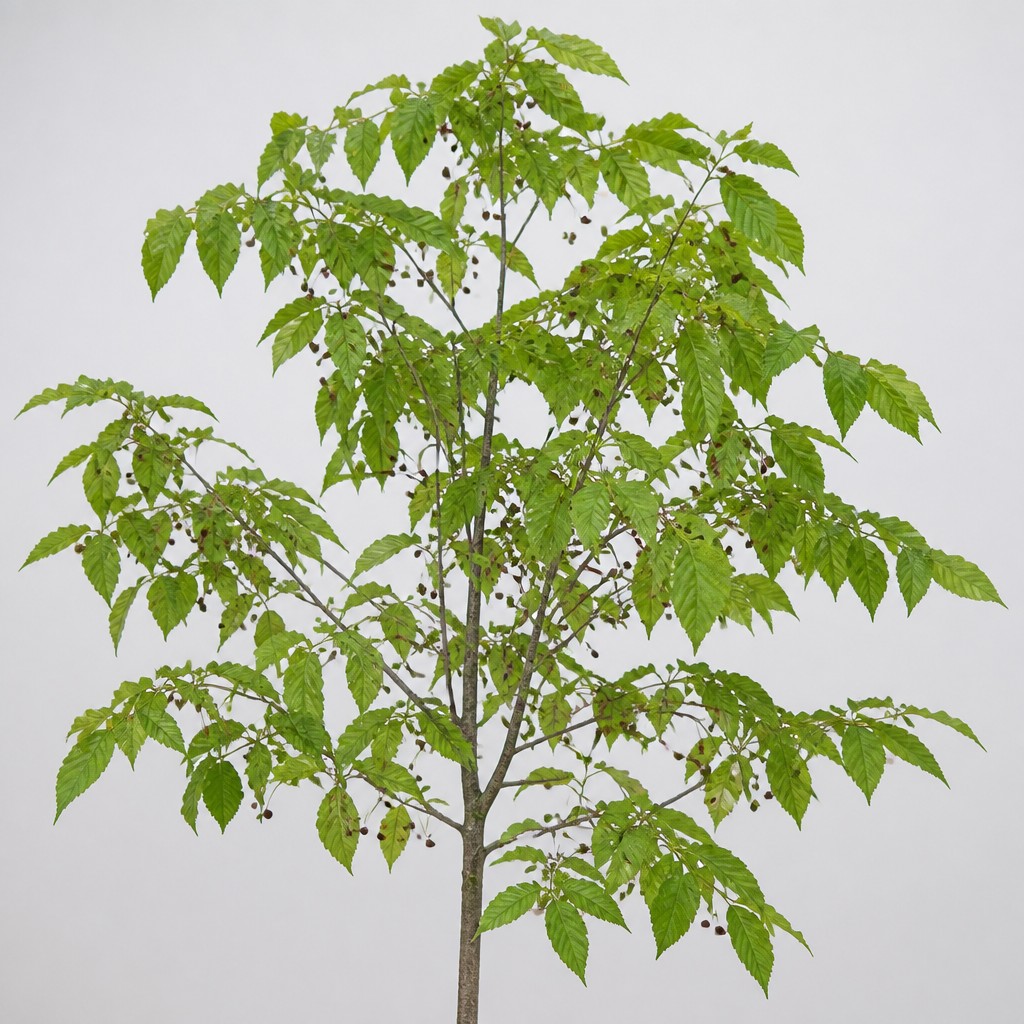Hackberry