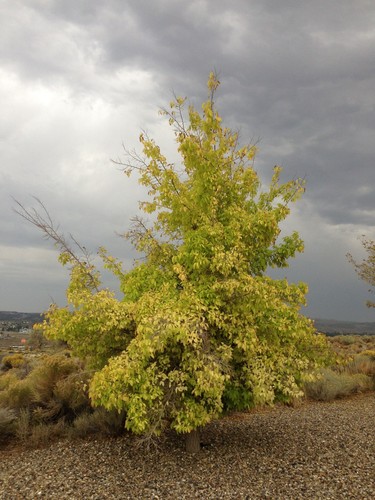 Hackberry