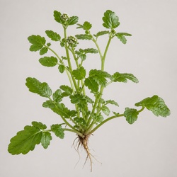 Hairy Bittercress Identification Guide