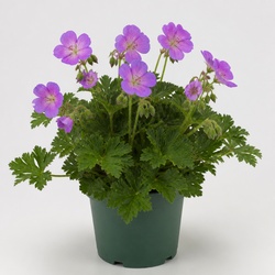 Hardy Geranium Identification Guide