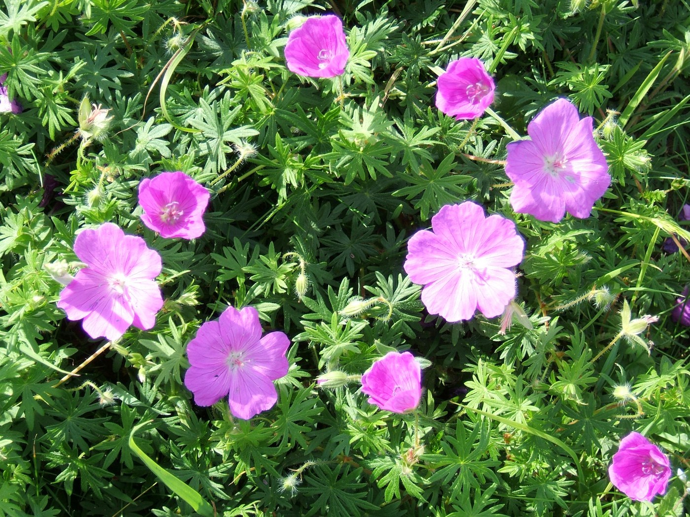 How to Care for Hardy Geranium