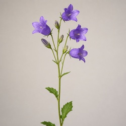 Harebell Identification Guide