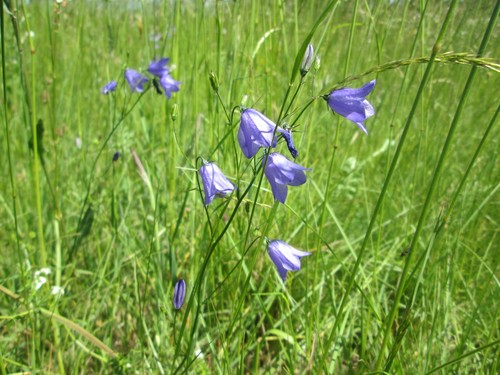 Harebell