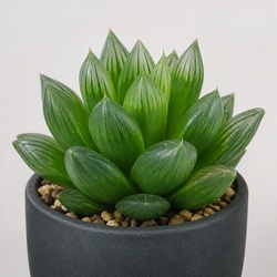 Haworthia Identification Guide
