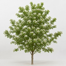 Hawthorn Tree Identification Guide