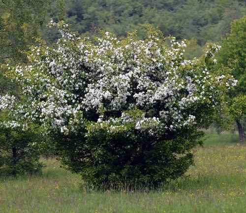 Hawthorn Tree