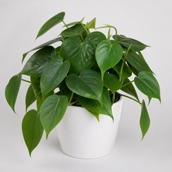Heartleaf Philodendron Identification Guide