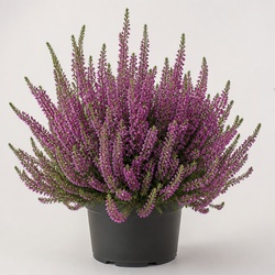 Heather Identification Guide