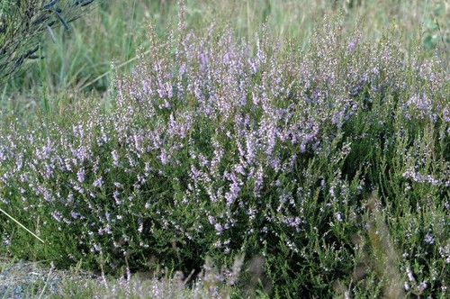 Heather
