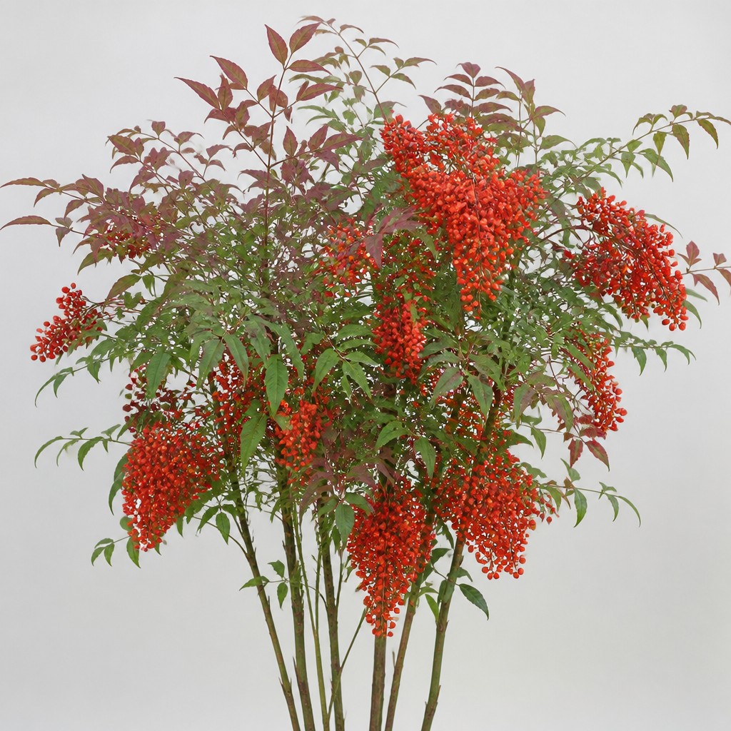 Heavenly Bamboo
