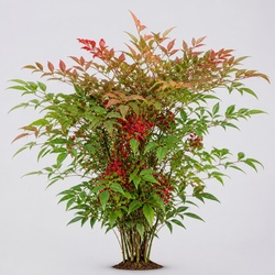 Heavenly Bamboo Identification Guide