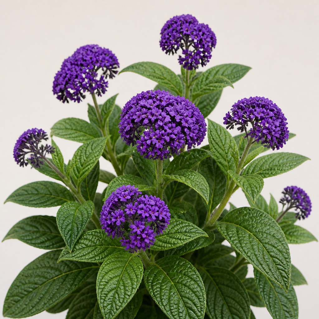 Heliotrope