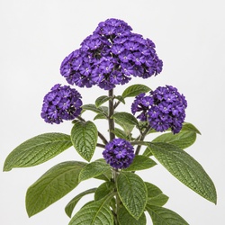 Heliotrope Identification Guide