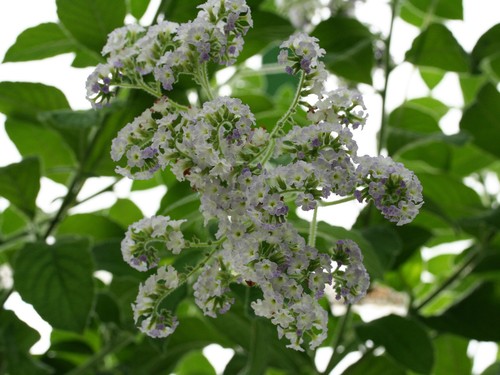 Heliotrope