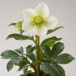 Hellebore Identification Guide