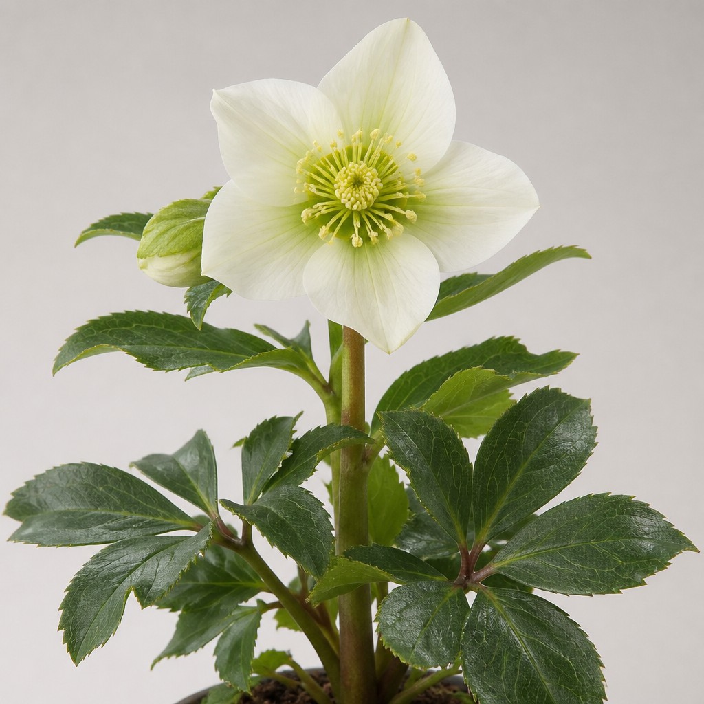 Hellebore