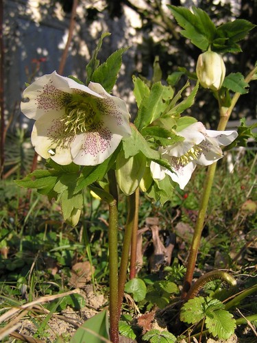 Hellebore