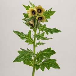 Henbane Identification Guide