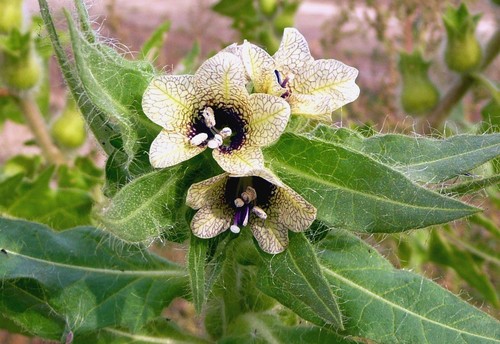 Henbane
