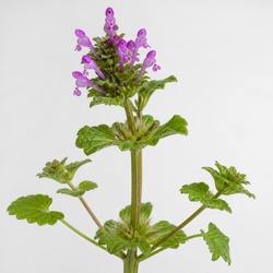 Henbit Identification Guide