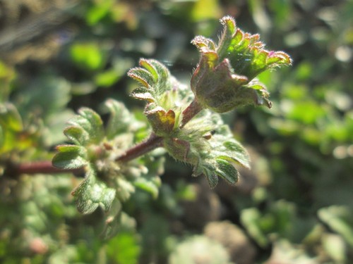 Henbit