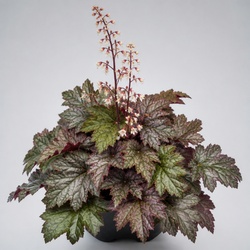Heucherella Identification Guide