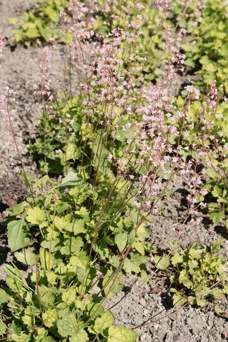 Heucherella