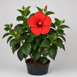 Hibiscus Identification Guide