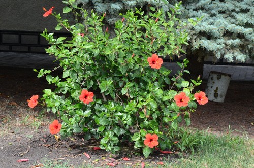 Hibiscus