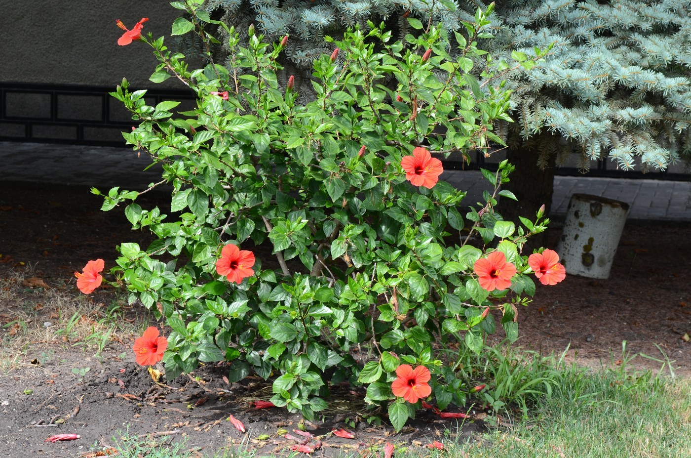 How to Care for Hibiscus