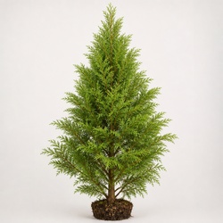 Hinoki Cypress Identification Guide