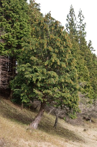 Hinoki Cypress