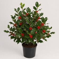 Holly Identification Guide