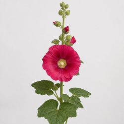 Hollyhock Identification Guide