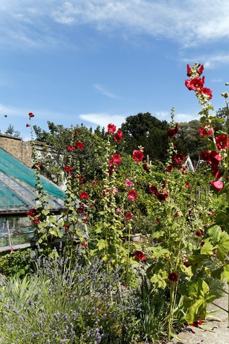Hollyhock