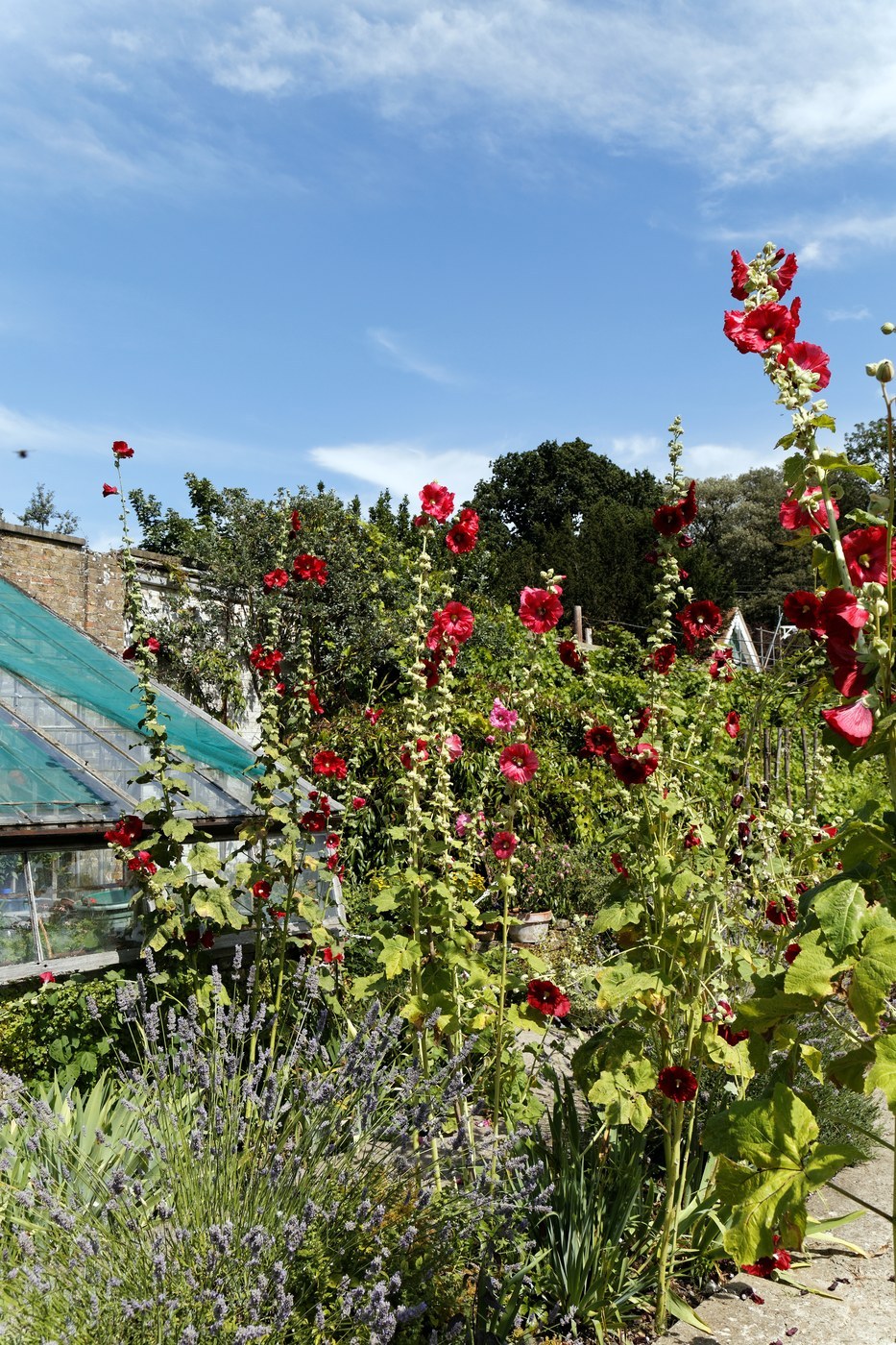 How to Care for Hollyhock