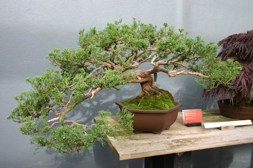 Hollywood Juniper